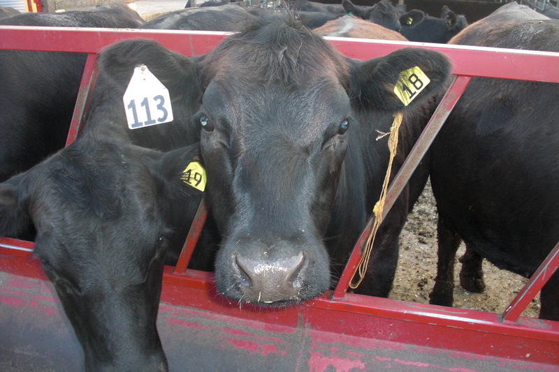 Yaphank, NY: Moo Cows