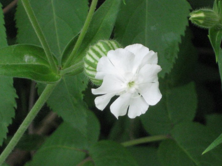 Little Canada, MN: beautiful flower