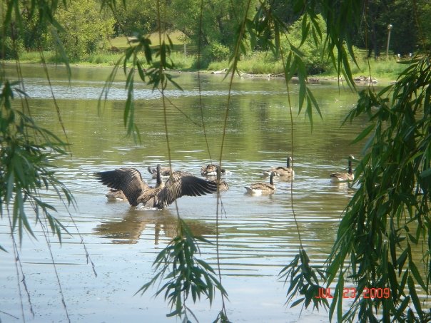 Little Canada, MN: geese!