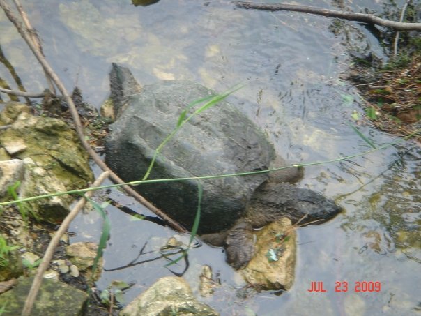 Little Canada, MN: turtle :)