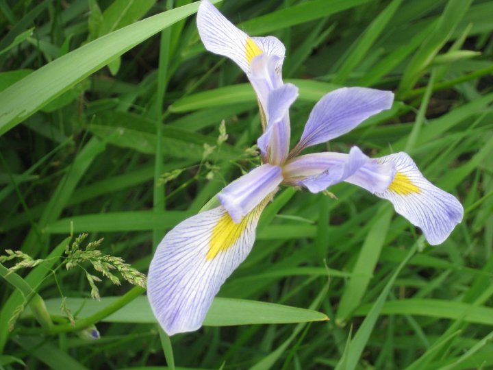 Little Canada, MN pretty flower photo, picture, image (Minnesota) at