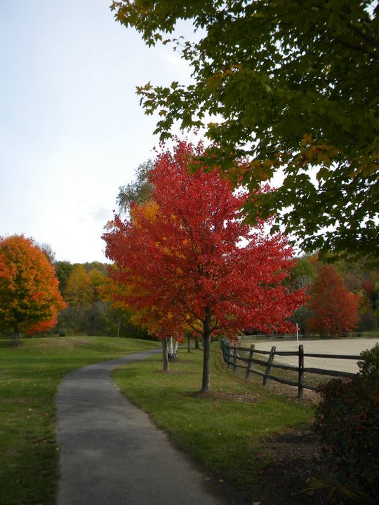 Monroe, CT: Wolfe Park Tree
