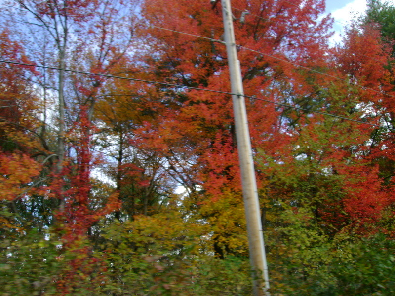 Londonderry, NH: Foliage at it's finest.