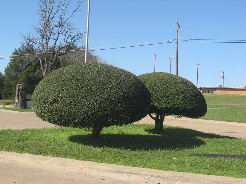 Denison, TX: Beautiful Shaped Tree at Sonic Drive Inn