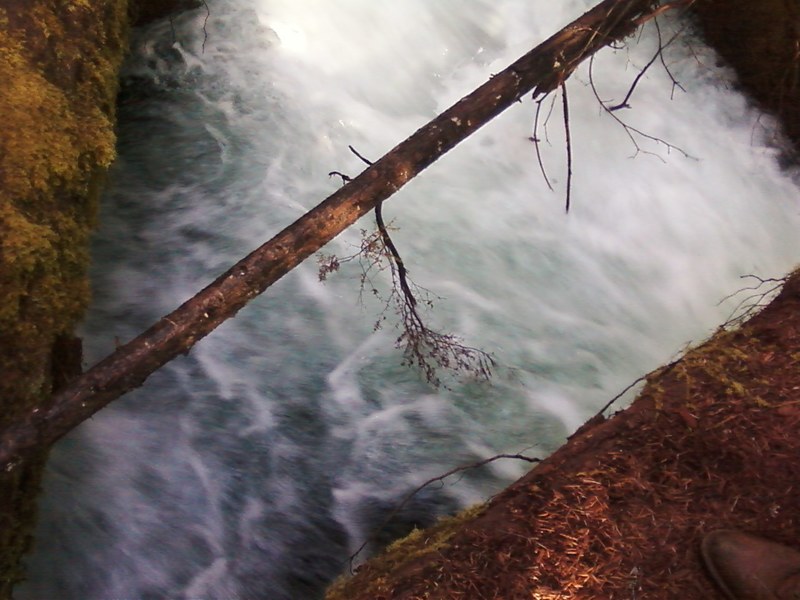 Shady Cove, OR Daffodil Hill in Spring Shady Cove photo, picture