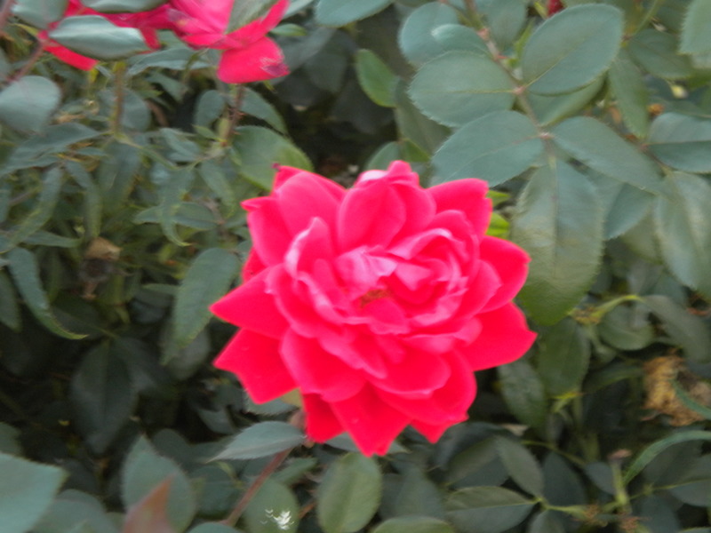 Spring Hill, KS: Vibrant Rose