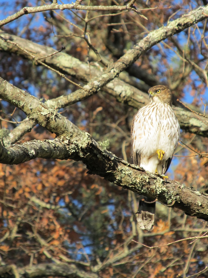 Brevard, NC: Hawk behind the visitor center