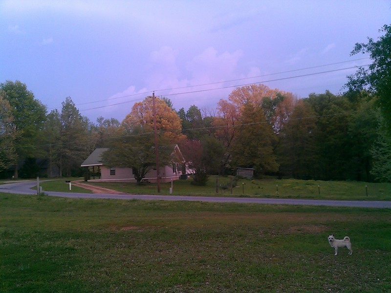 Nauvoo, AL Yellow trees across road from my home at 462 2nd ave