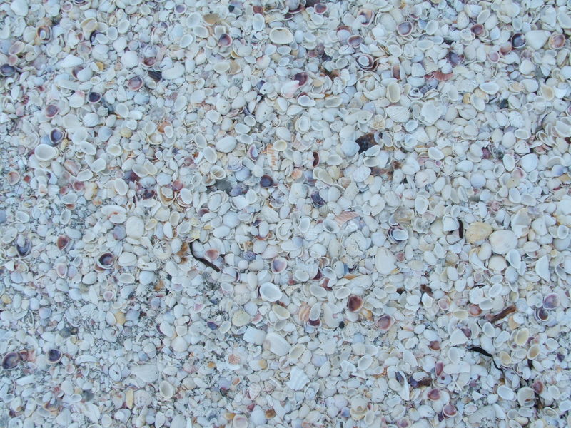 Sanibel Island, FL: Shells on the Beach