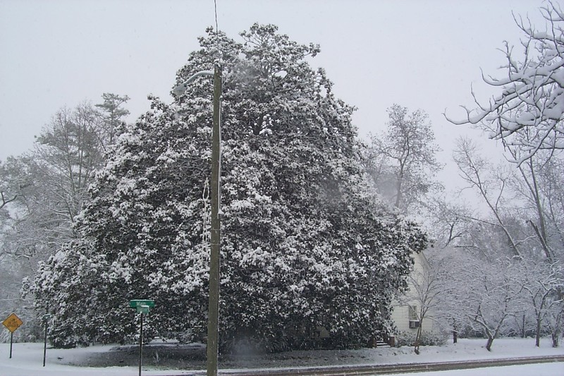 Culloden, GA: VERY OLD LARGE MAGNOLIA TREE