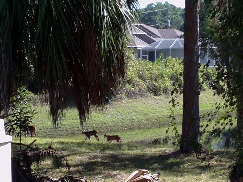 North Port, FL: Mom and 2 Baby Bobcats In Our back Yard in SE Sarasota County