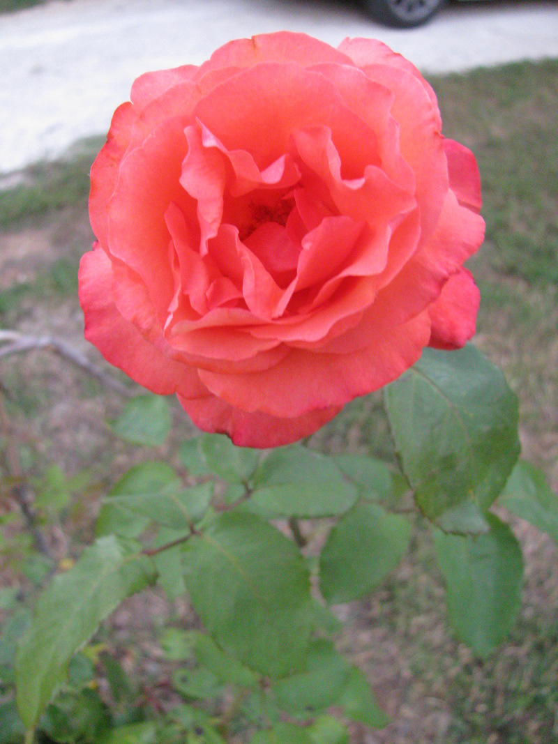 Keene, TX: Beautiful rose