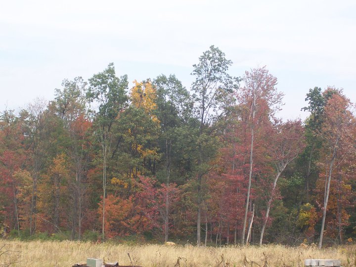 Mifflinburg, PA: Fall Trees on Grand Valley Road, Mifflinburg Pa