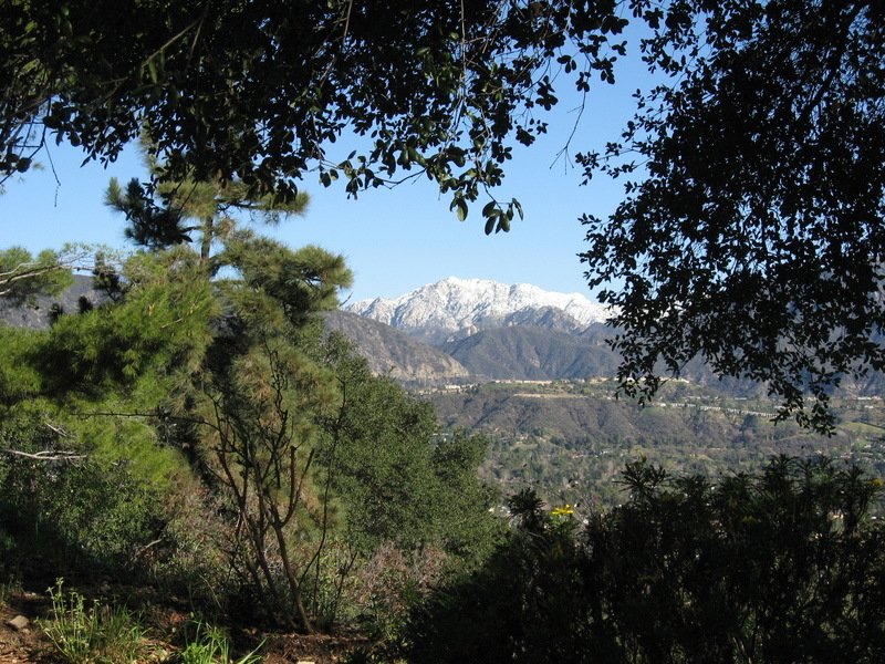 La Canada Flintridge, CA: View of the San Gabriels through the trees near Cherry Canyon