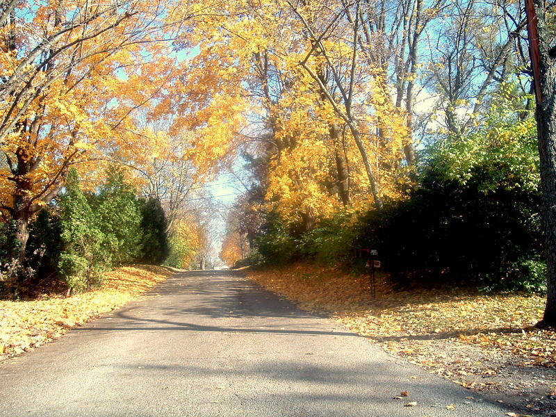 New Carlisle, OH: Pretty view of the trees in fall