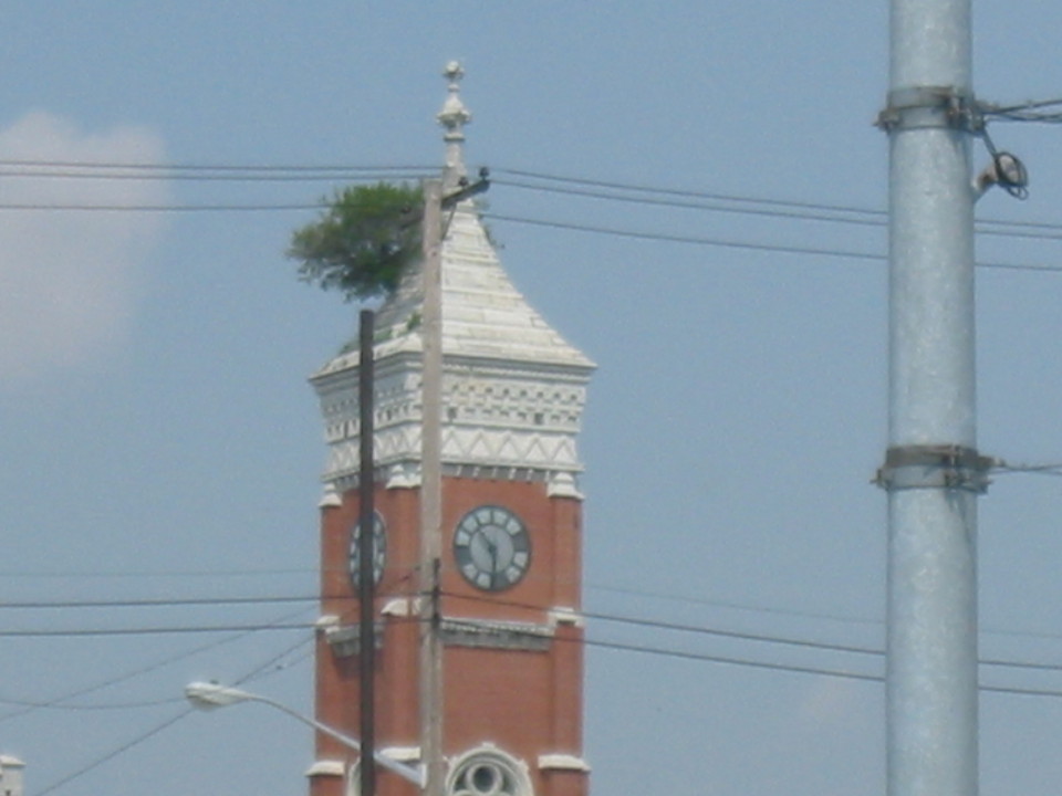 Greensburg, IN: tree in Greensburg