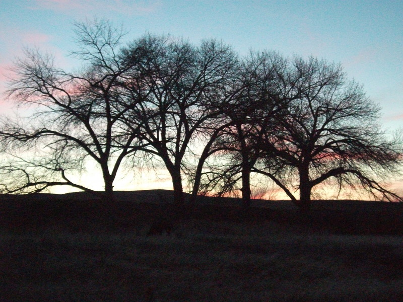 Fernley, NV: Cottonwood trees near the Fernley Canal and another beautiful sunset.