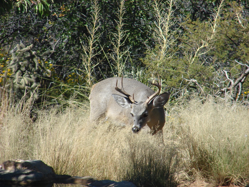 Oracle, AZ: Deer on Timberline Dr Oracle AZ 2008