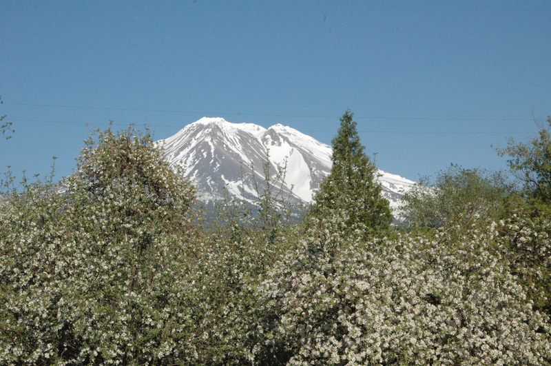 Weed, CA: View of Mt. Shasta from my yard