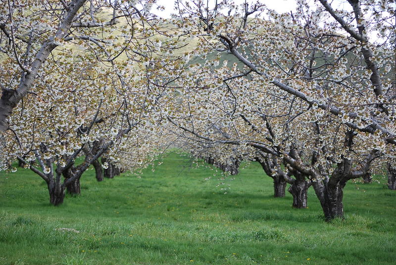 Emmett, ID Old Emmett Cherry Orchards photo, picture, image (Idaho