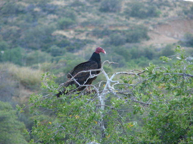 Oracle, AZ: Turkey Vulture in Oracle Arizona