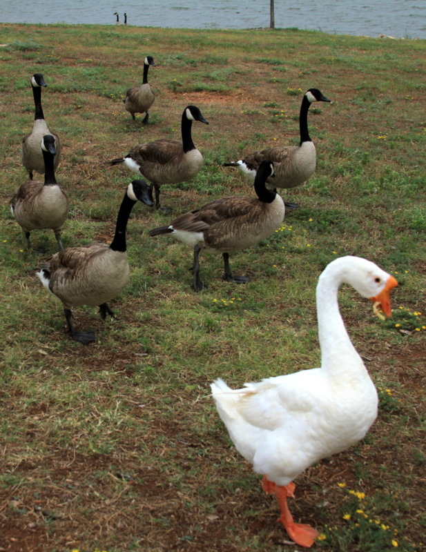 Iowa Park, TX: The "odd" duck leading the way at Oscar Park/Gordon Lake