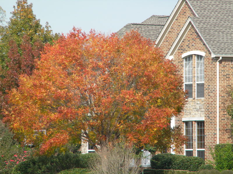 Double Oak, TX: Beautiful Fall colors in the neighborhood
