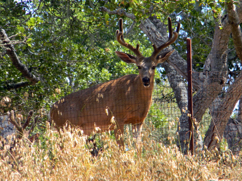 Cambria, CA: Deer on Lodge Hill in Cambria