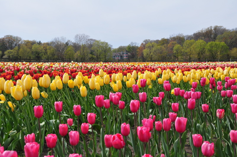 Holland, MI: Beautiful tulips! That's what it's all about in Holland.Tulips at Windmill Island.