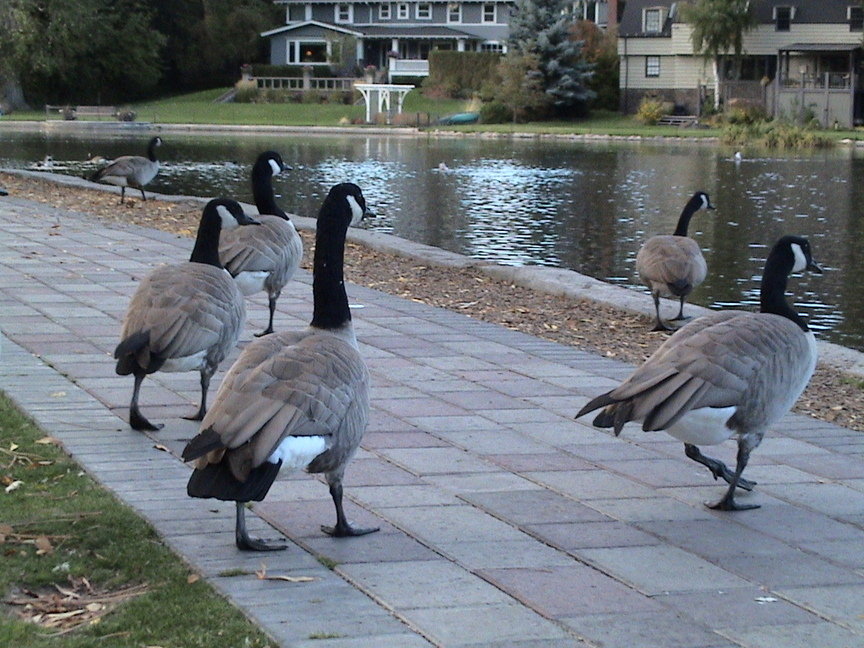 Bend, OR: canada geese on a stroll in Bend OR