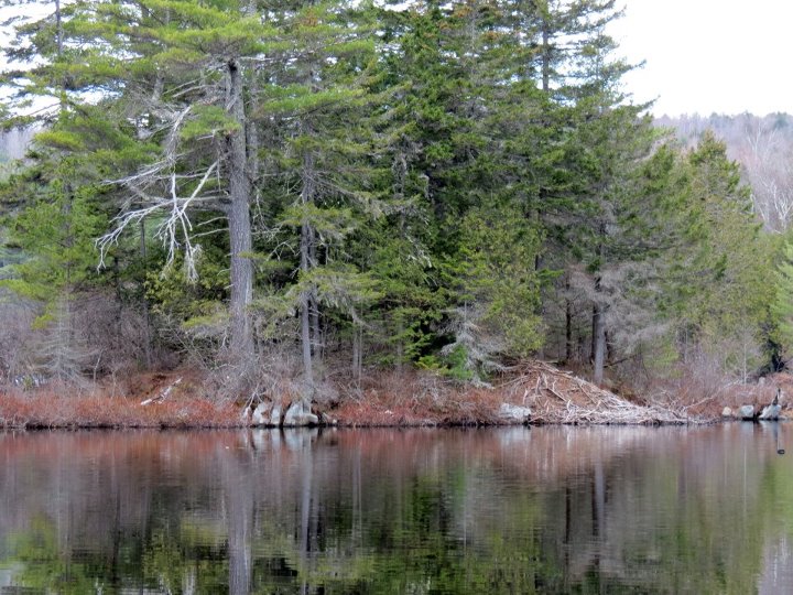 Solon, ME: Island on Baker Pond with beaver house