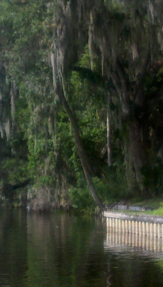 Welaka, FL: Moss laden trees on the banks of The St. Johns River