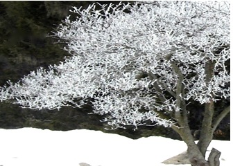 Galva, IL: Tree behind drive in during hoar frost