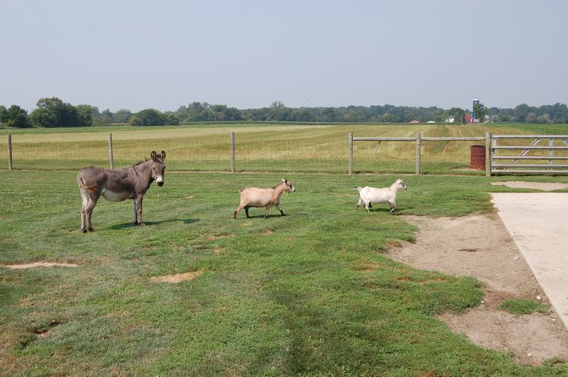 Wakarusa, IN Happy Animals photo, picture, image (Indiana) at city