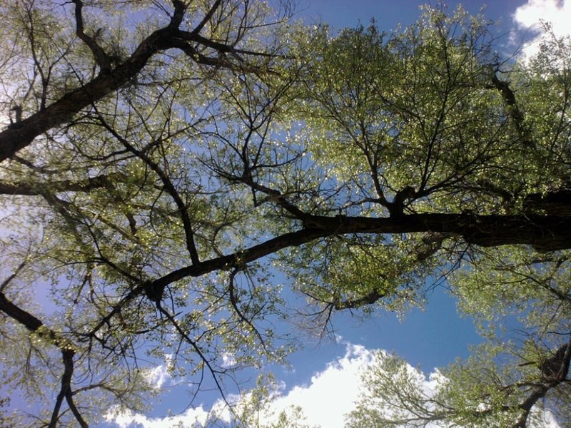 Prescott Valley, AZ: Trees at Fain Park