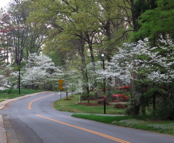 Charlotte, NC: Beautiful azaleas and dogwood abound in Spring. This is in the Country Club neighborhood, close to Plaza-Midwood.