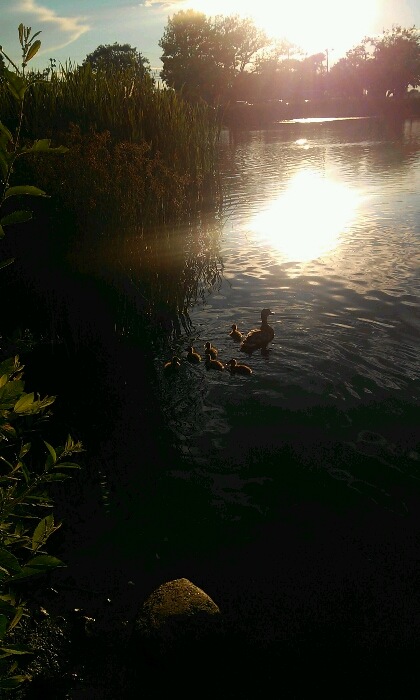 Acushnet, MA: duck pond in the south end of New Bedford