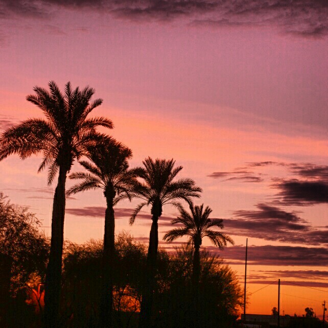 Phoenix, AZ: Palm trees at Dawn, Phoenix AZ