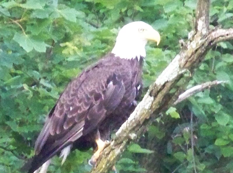 Keyser, WV: american bald eagle at water street in keyser WV