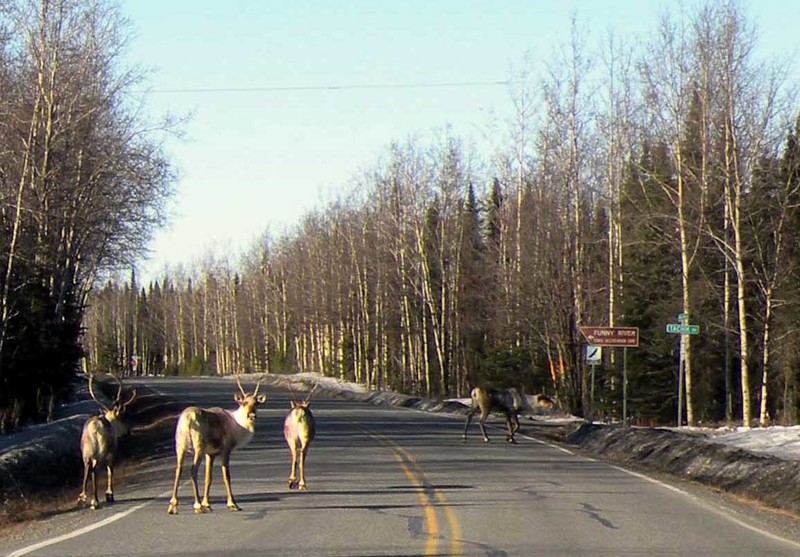 Funny River, AK: Caribo strolling into Funny River