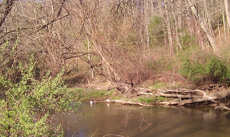 Galax, VA: Chestnut Creek along the New River Trail specifically Doctor Danely Park