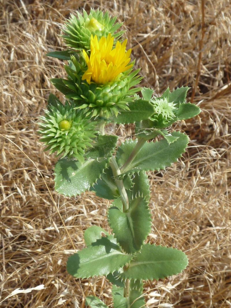 Elgin, OK Elgin Area Photos 7 photo, picture, image (Oklahoma) at