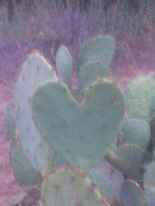 Catarina, TX: cactus in the shape of a heart