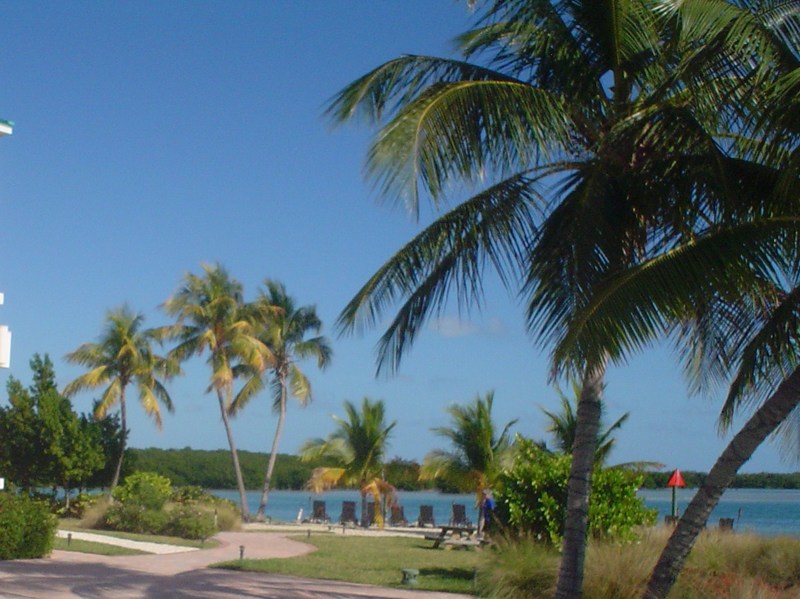 Stock Island, FL: Relaxing among the Palm Trees