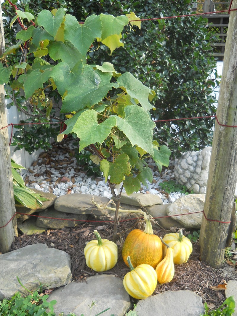 Tuscarora, NY photo, picture, image (New York) at