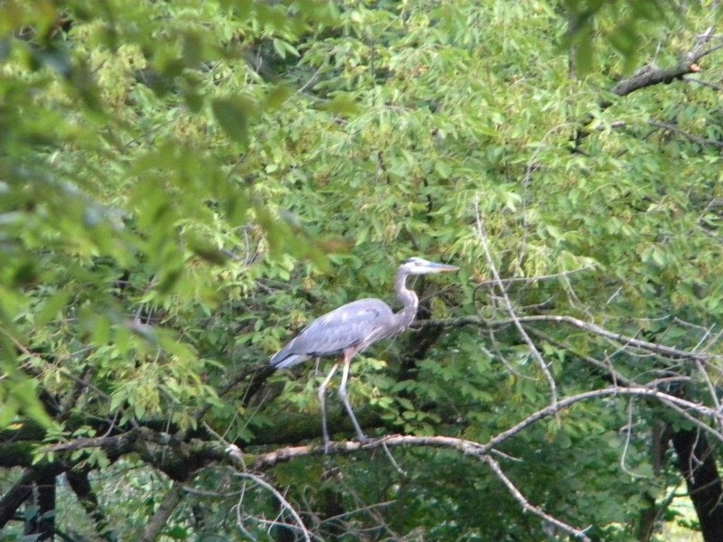 Schuylkill Haven, PA: Great Blue Heron