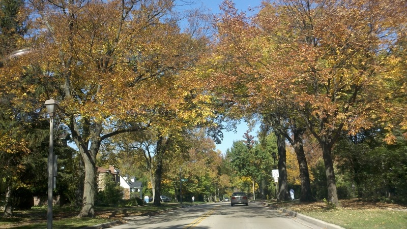 Elmhurst, IL: Pretty colorful Trees in Elmhurst on York Rd during Fall (October)