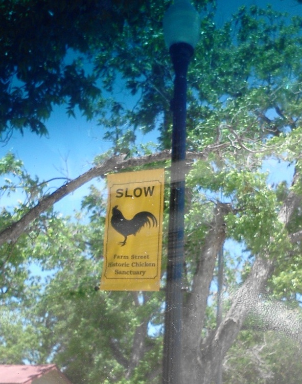 Little River, SC: Signs on Farm Street "Chicken Crossing" This is right outside the historic district in Bastrop,Texas.