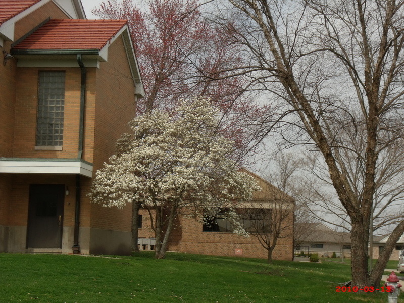 Oakland, IL: spring tree at Oakland Christian Church