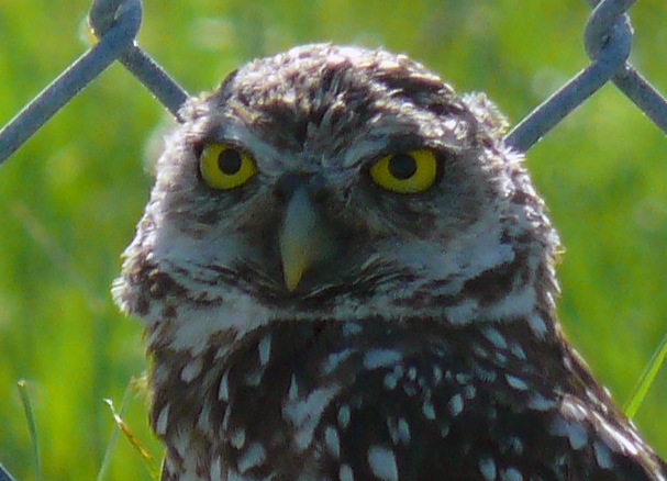Cape Coral, FL: The burrowing owl, a protected species of Cape Coral